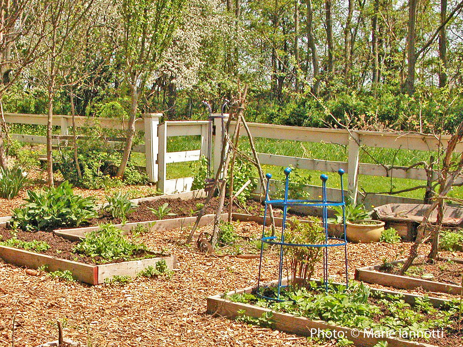 What Can You Grow in a Raised Bed Garden?