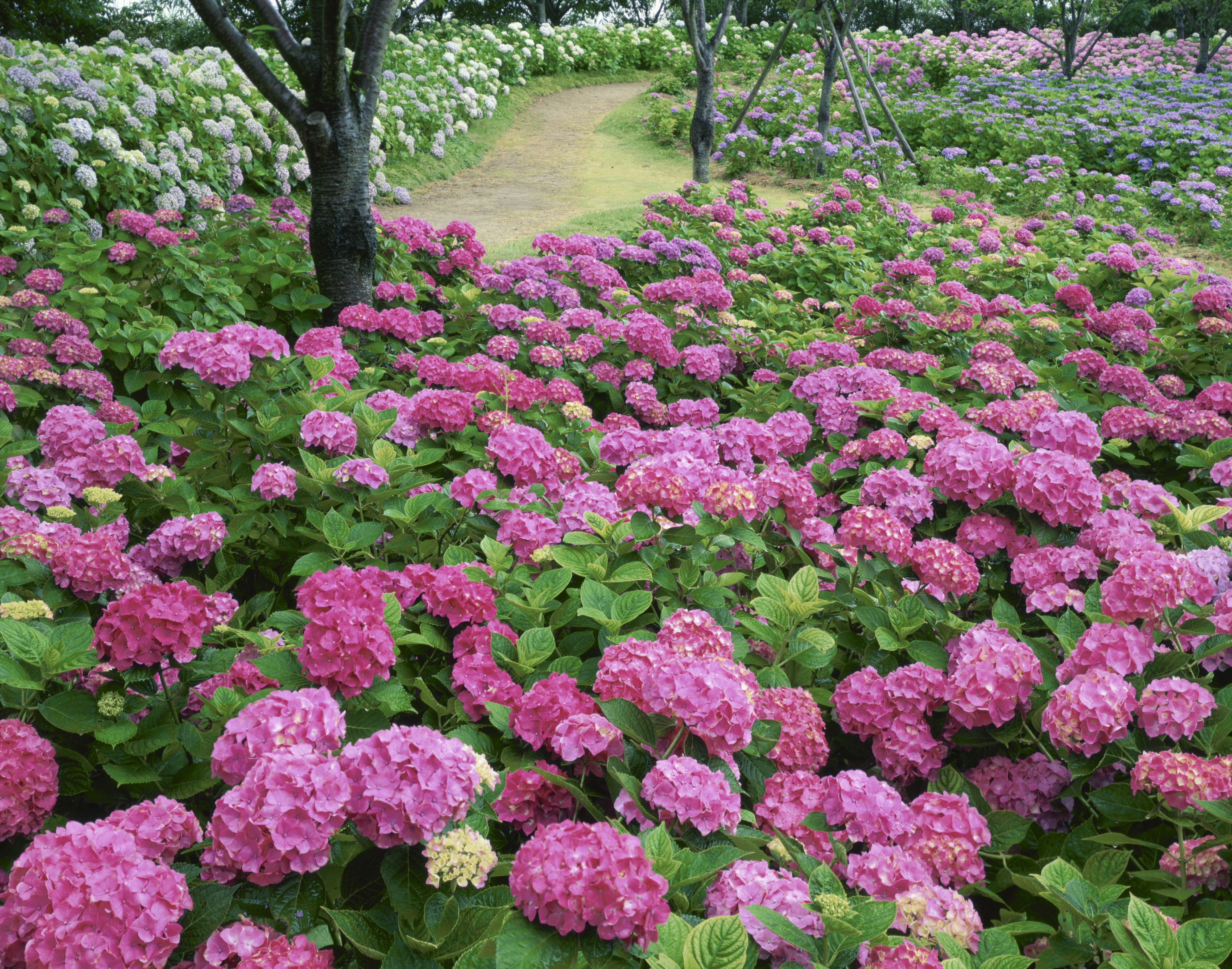 How To Get Clippings From Hydrangeas