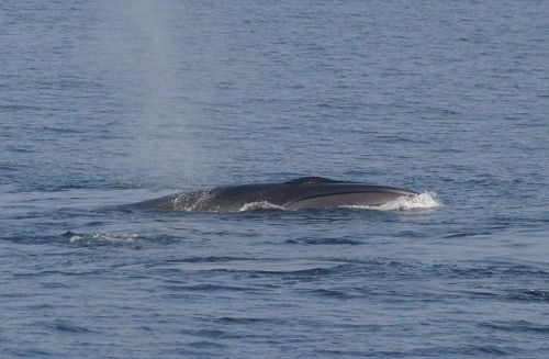 See Baleen Whales In This Image Gallery