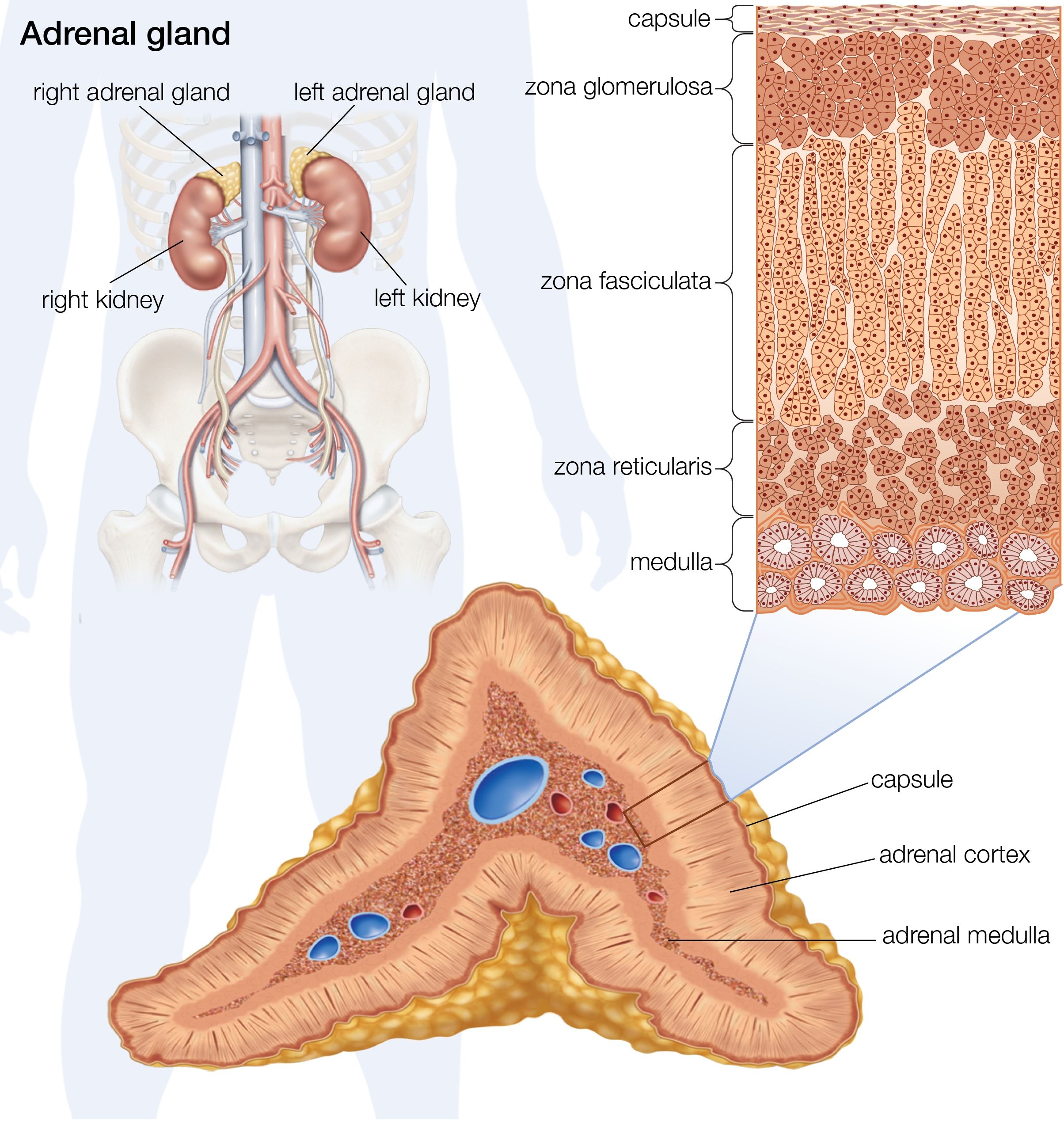what hormones adrenal glands produce