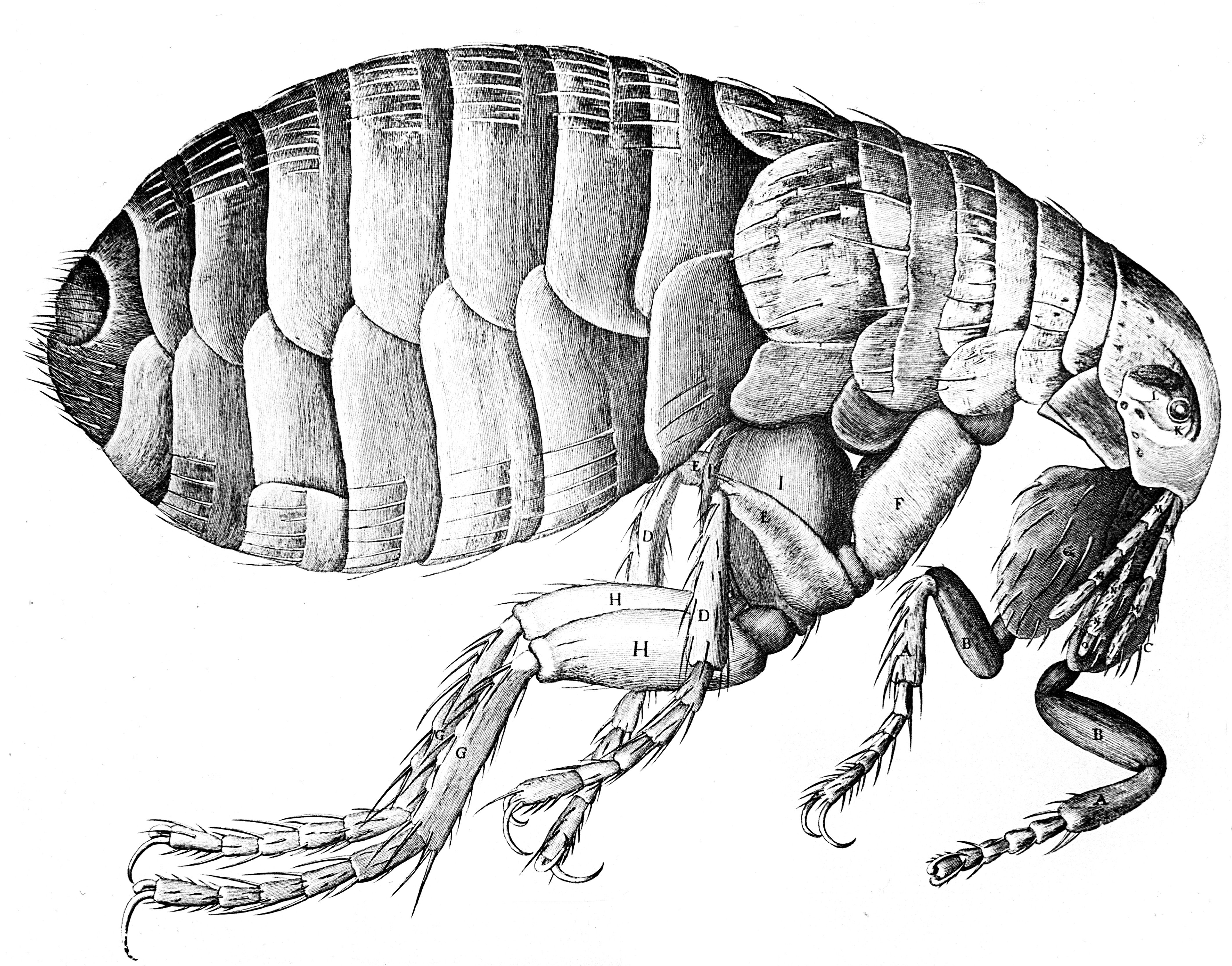 biography-of-robert-hooke-the-man-who-discovered-cells