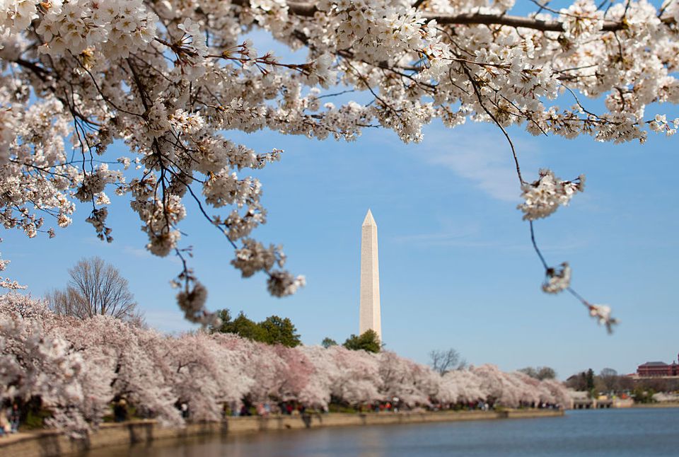 Everything to Know About the Washington DC Cherry Trees