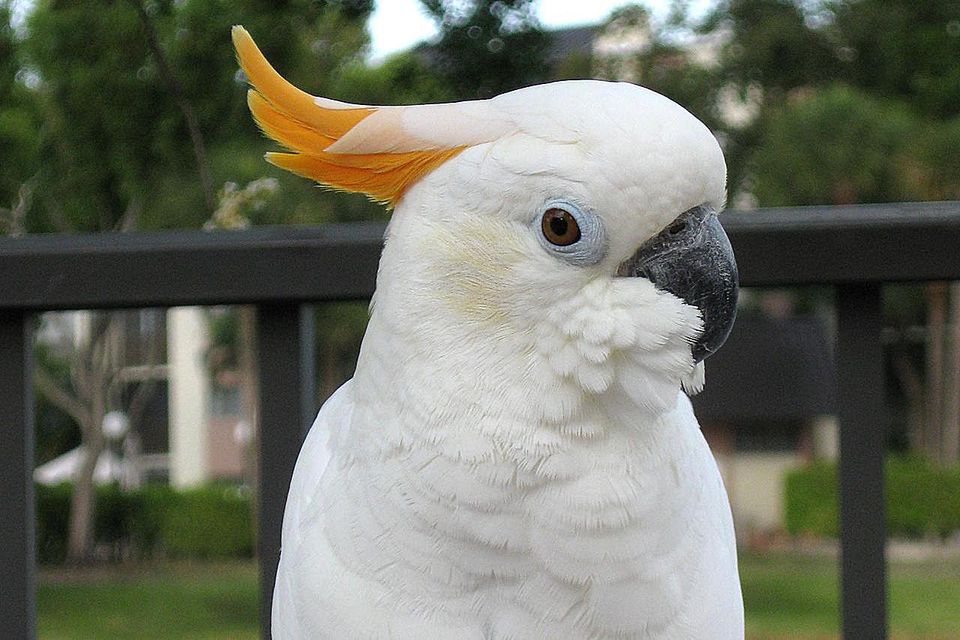 citron cockatoo