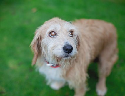 How To Prevent And Treat Rabbit Ileus Gi Stasis