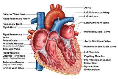 Anatomy of the Heart - Diagram View