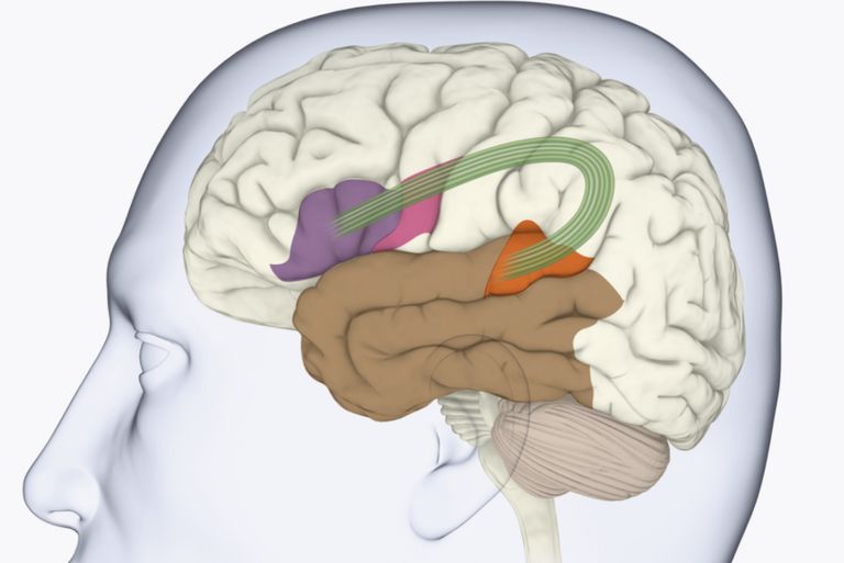 Broca's Area In The Cerebral Cortex