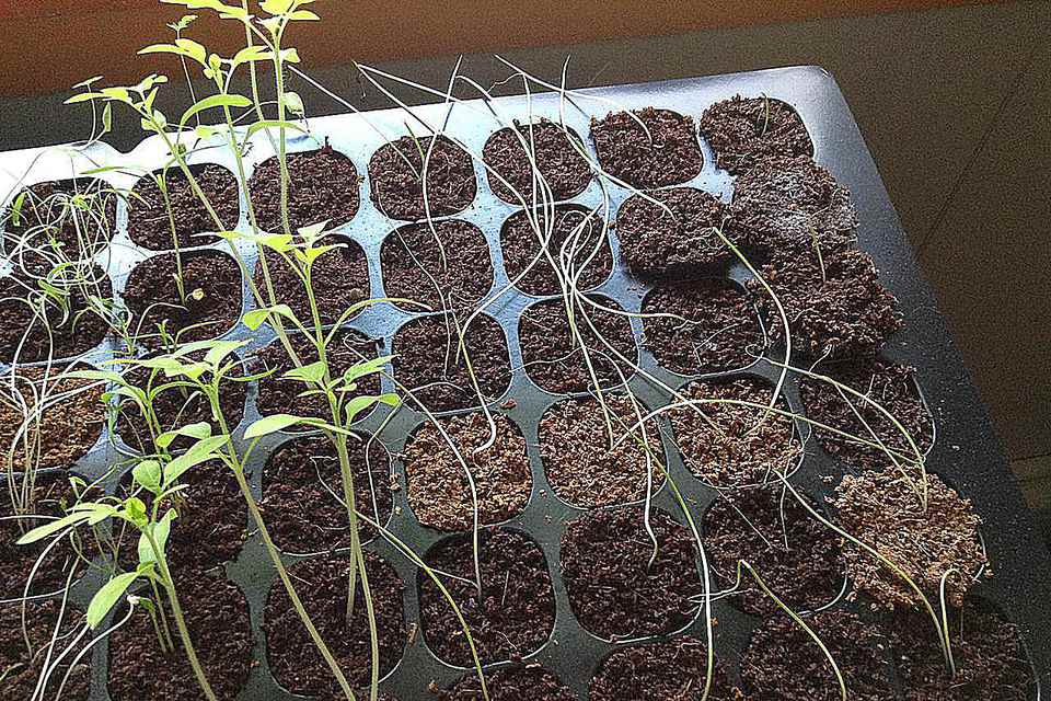 leggy seedlings fix
