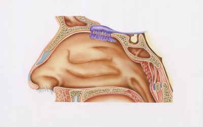 cross-section illustration of nasal cavity, nasal epithelium