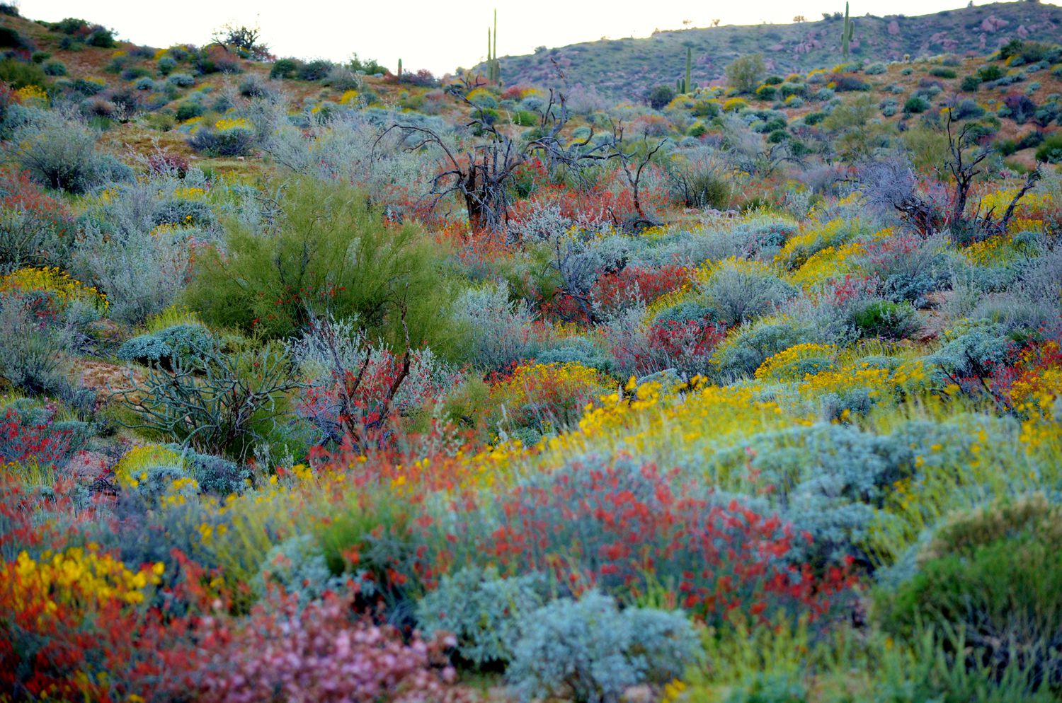 Find USDA and Sunset Plant Zone for Arizona