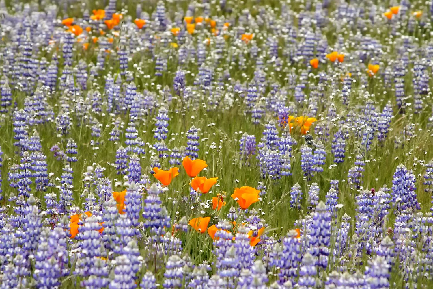 How and Where to See California Wildflowers in Bloom