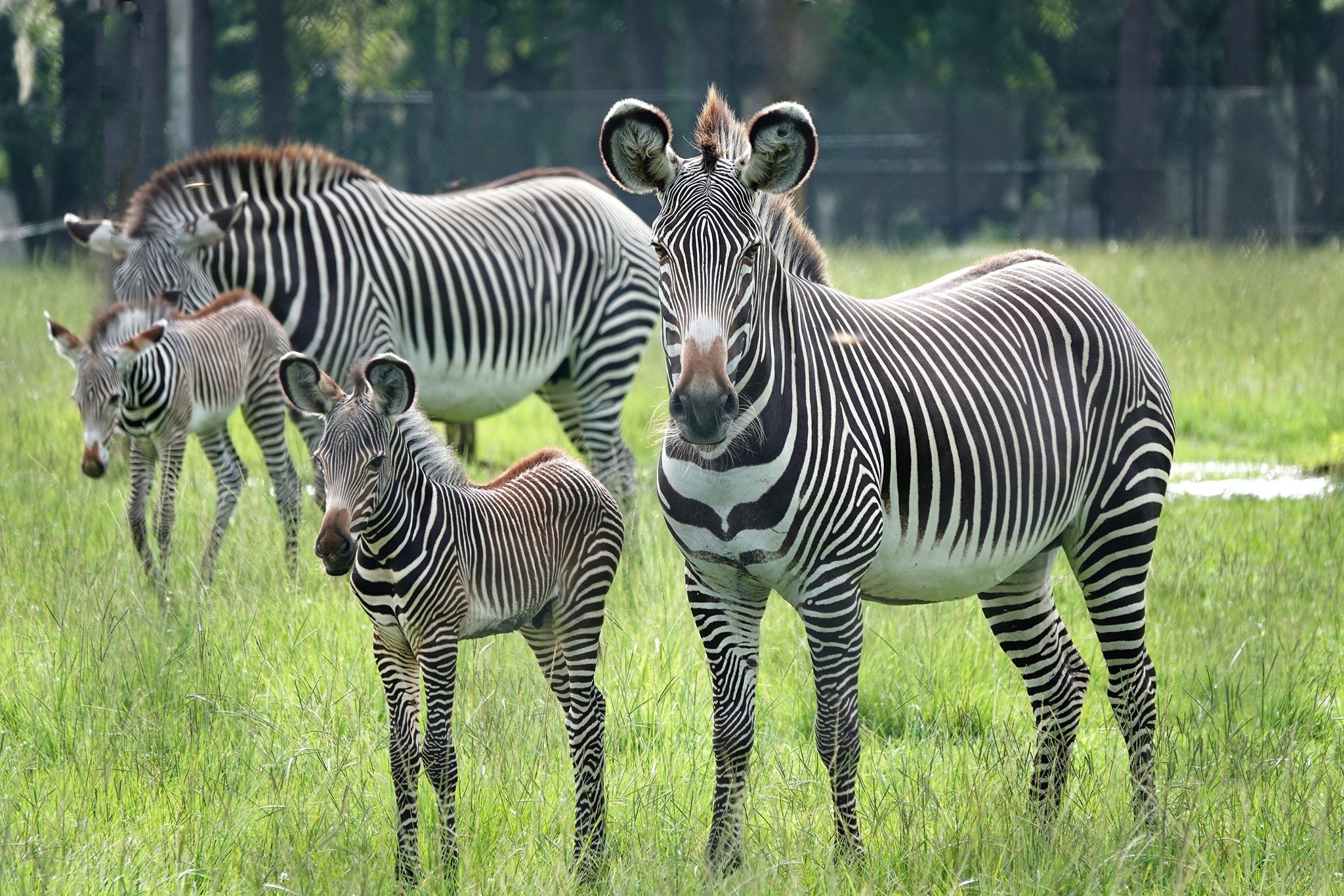 Endangered Zebras Born at Florida Wildlife Refuge