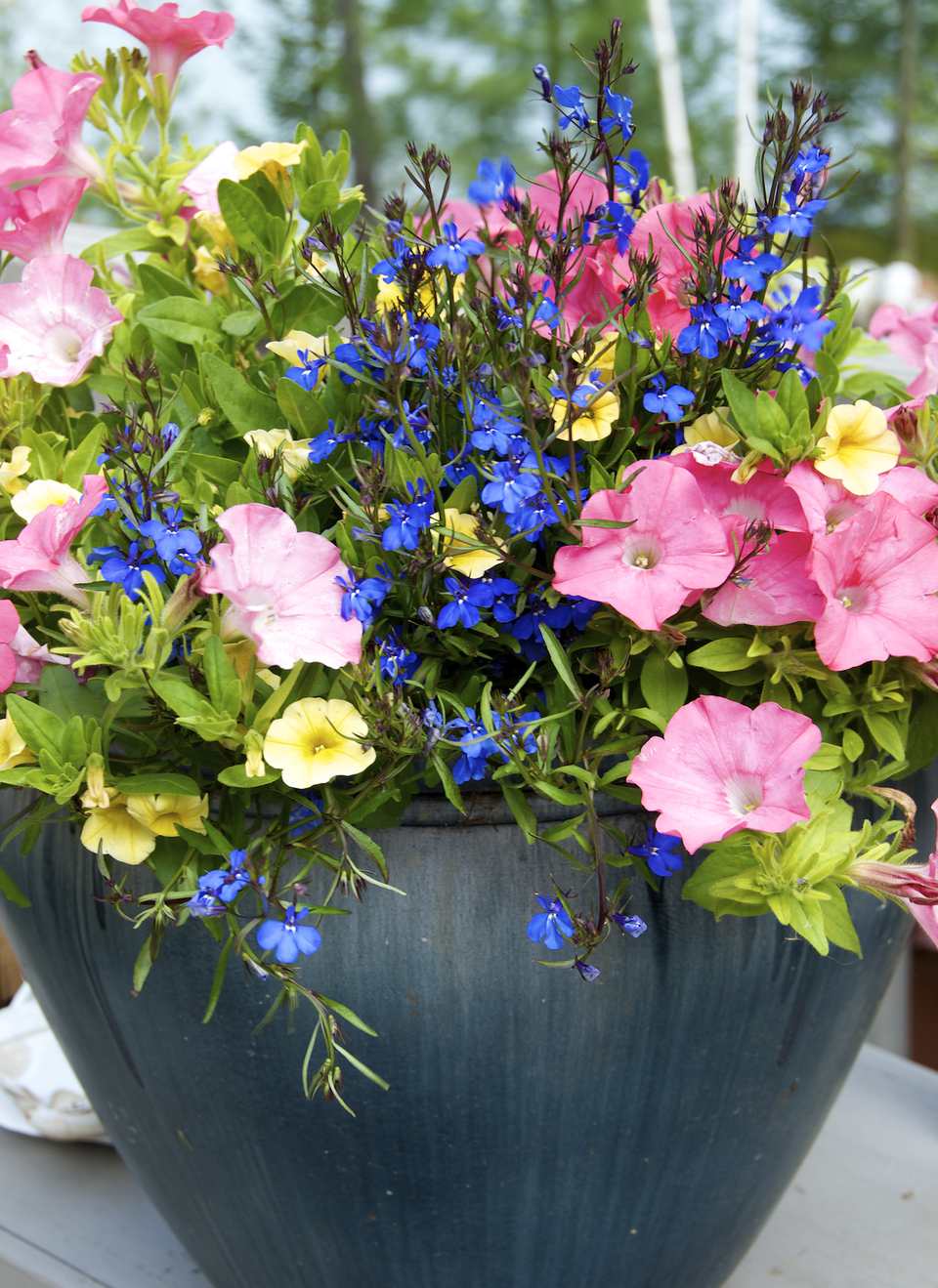 Introduction To Unusual Container Gardens