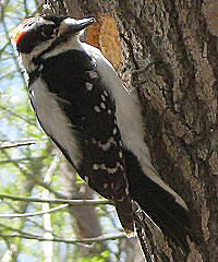 Most Common Backyard Birds in the U.S.