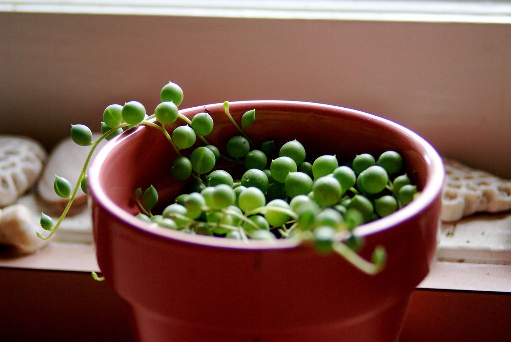 Growing String of Pearls Succulentss