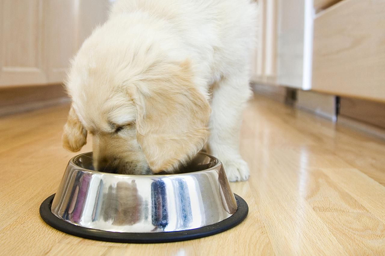 Puppy Feeding: Setting Up A Schedule