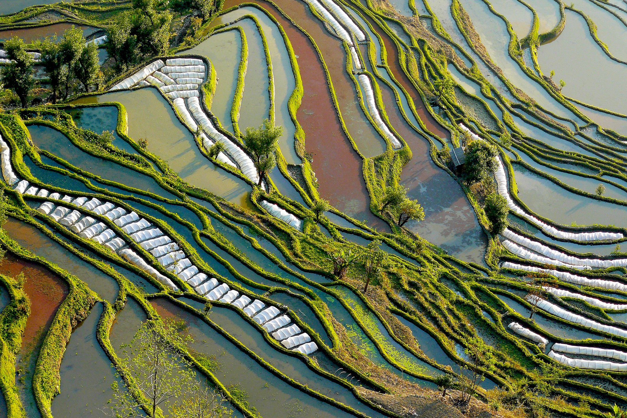 The Origins of Rice Domestication in China