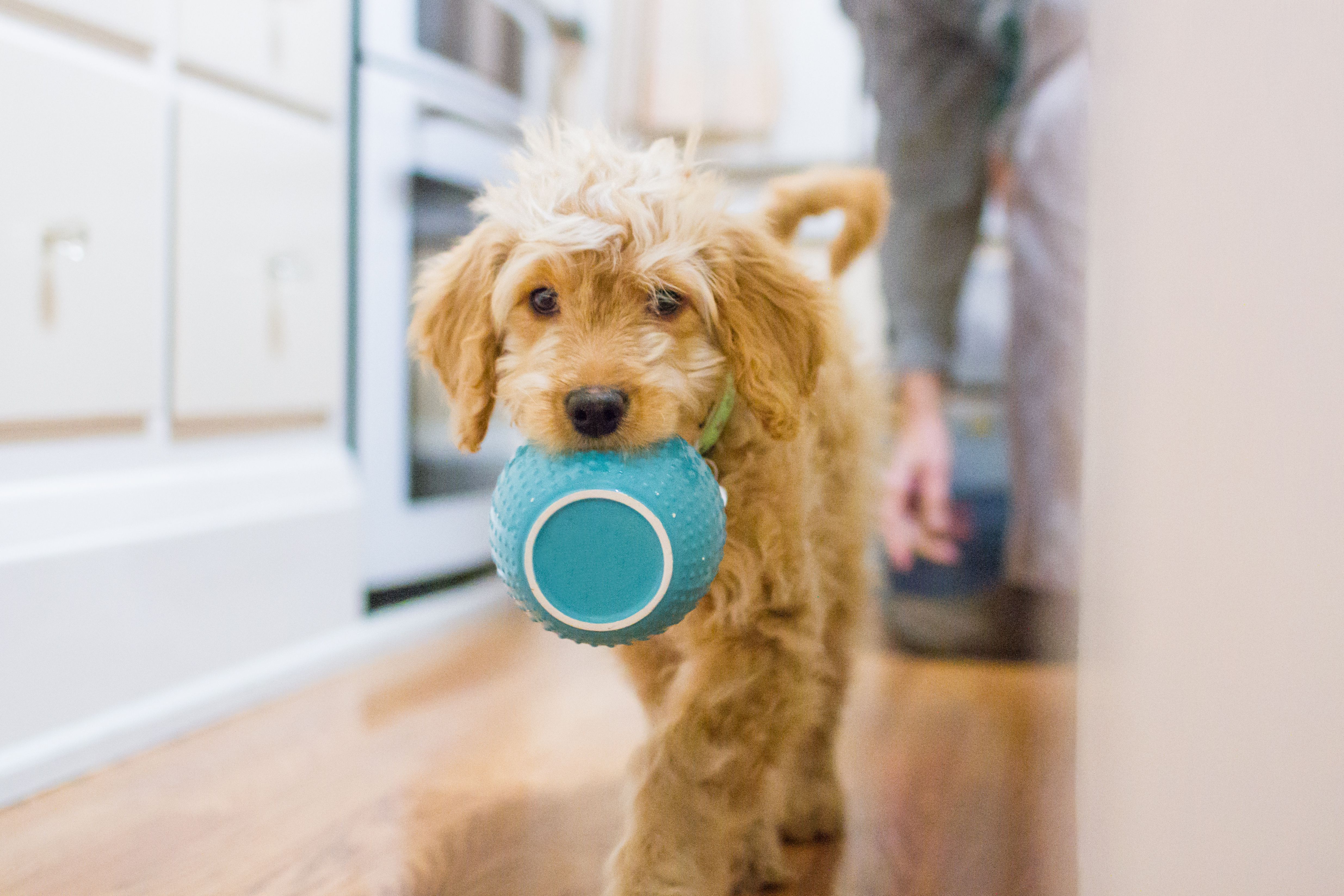 pavlov experiment