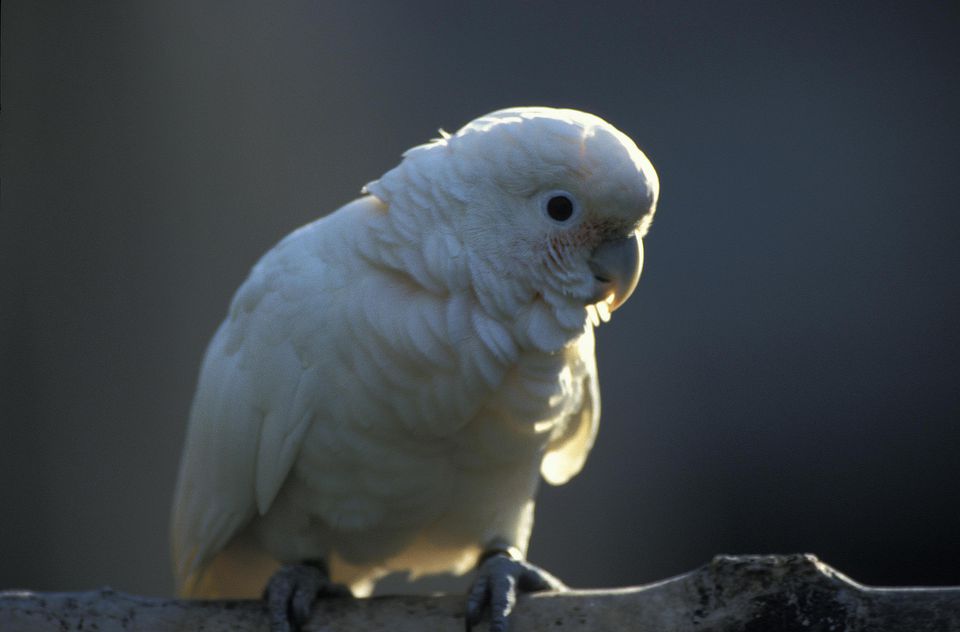 Peekaboo Cockatoo