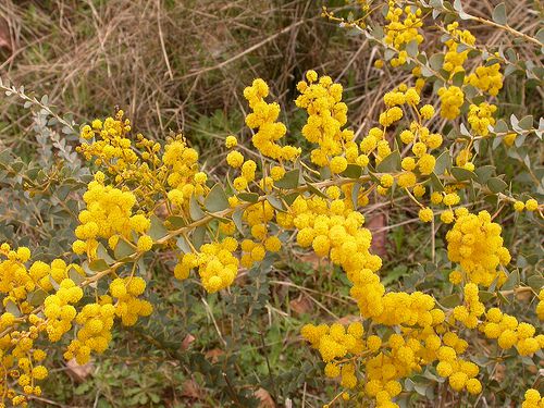 Acacia Trees and Shrubs From Around the World