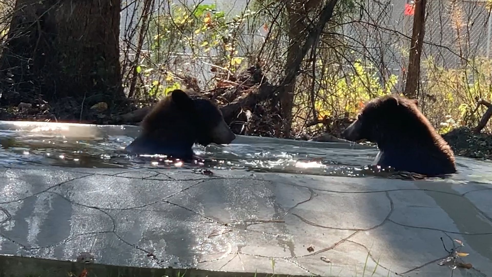 Rescued Black Bear and Cub Safe in Texas Sanctuary