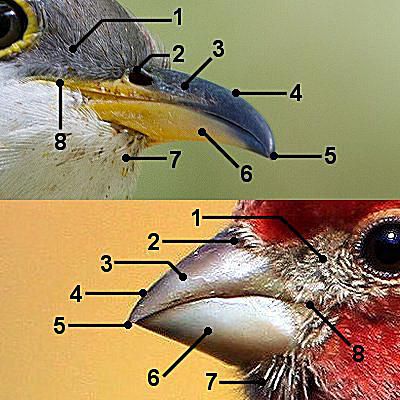 Bird Bill Parts Diagram