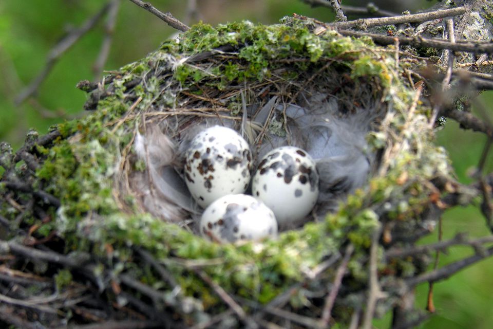 nest vermilion flycatcher 5900d0095f9b581d59d22fa8