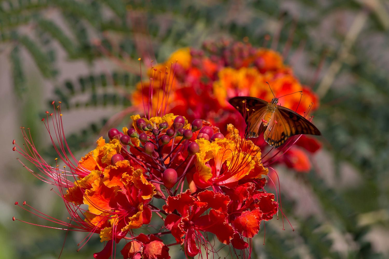 Easy Desert Plant Red or Mexican Bird of Paradise