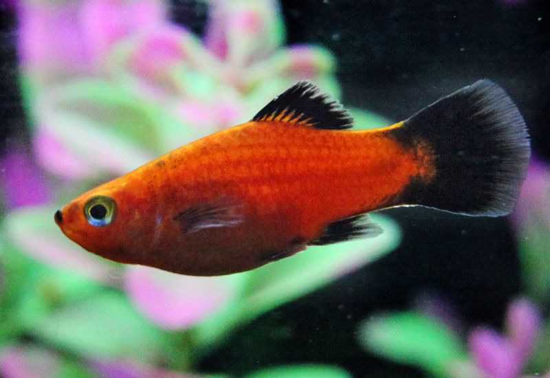 Platy Fish: Colors, Patterns, and Fin Types