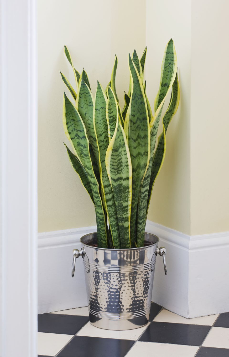 7 Houseplants For Low Light Conditions