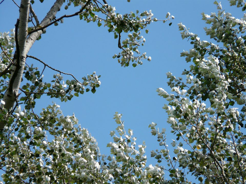 Бегония silver leaves фото