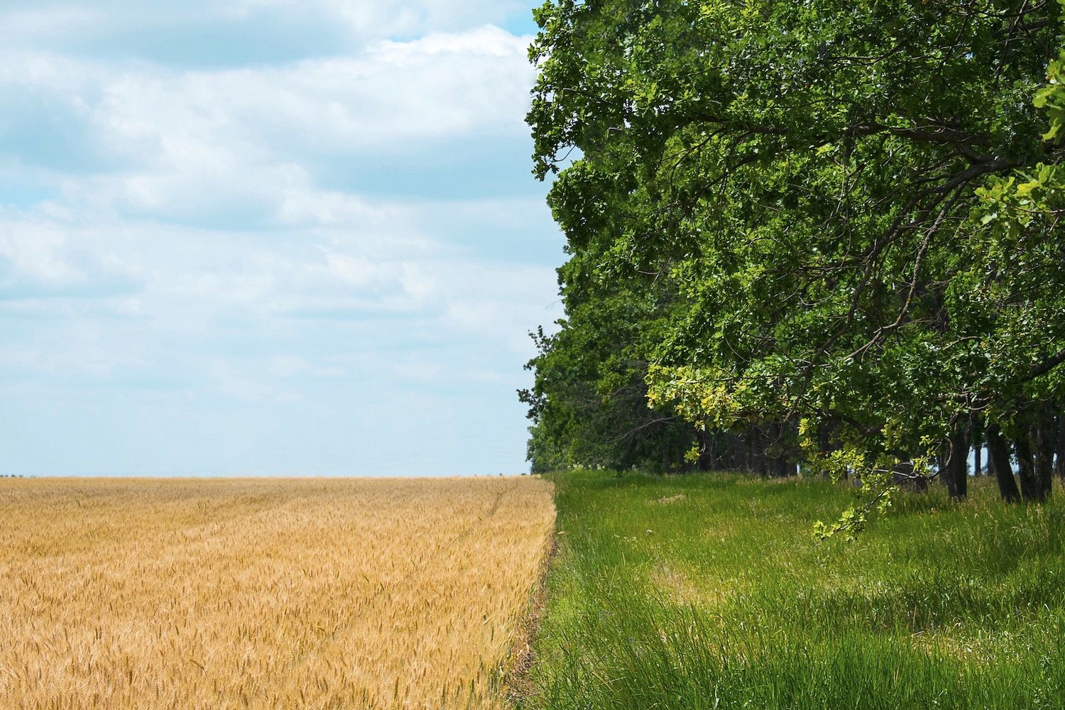 How Soil Health Can Save Us From Climate Crisis