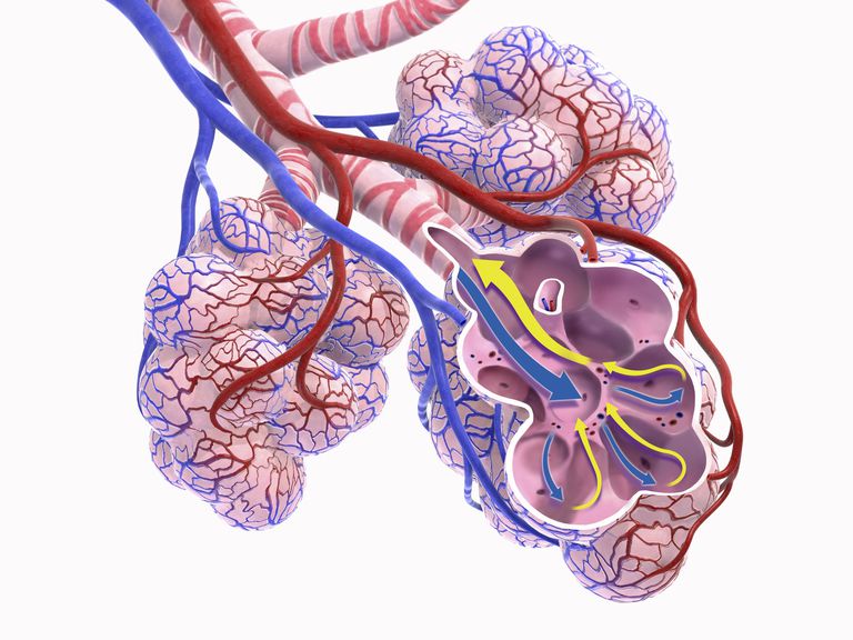 tour the respiratory system