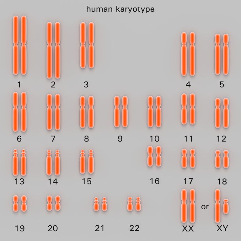 How Is a Karyotype Test Done?