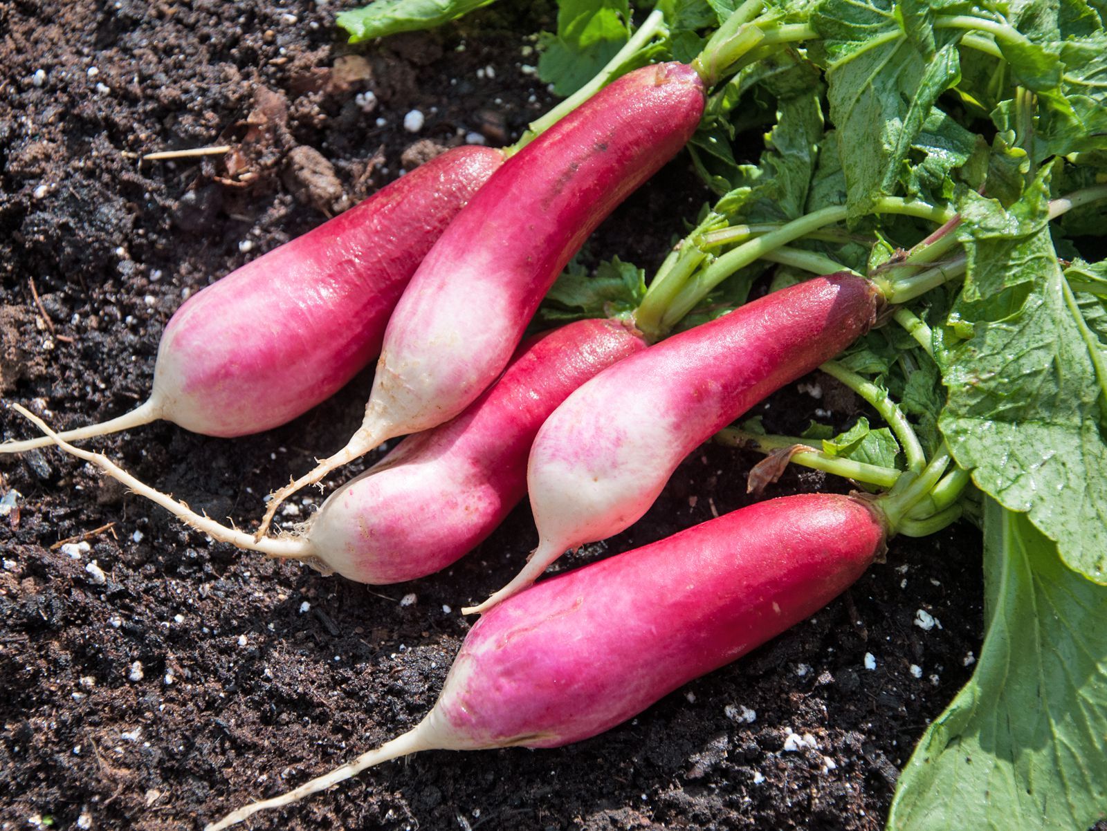 radishes-not-growing-bulbs-and-other-problems-growing-radishes