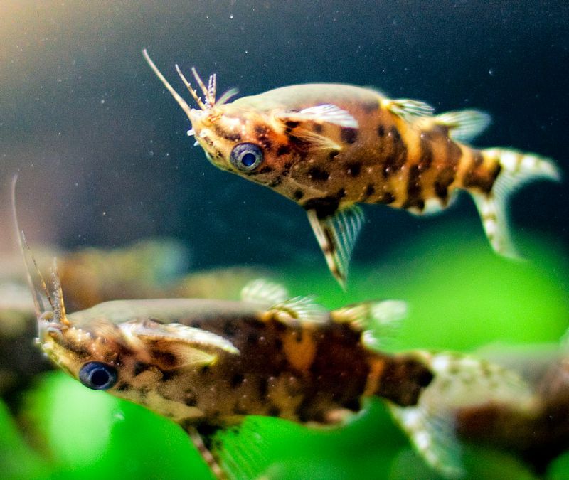 UpsideDown Catfish Fish Breed Profile