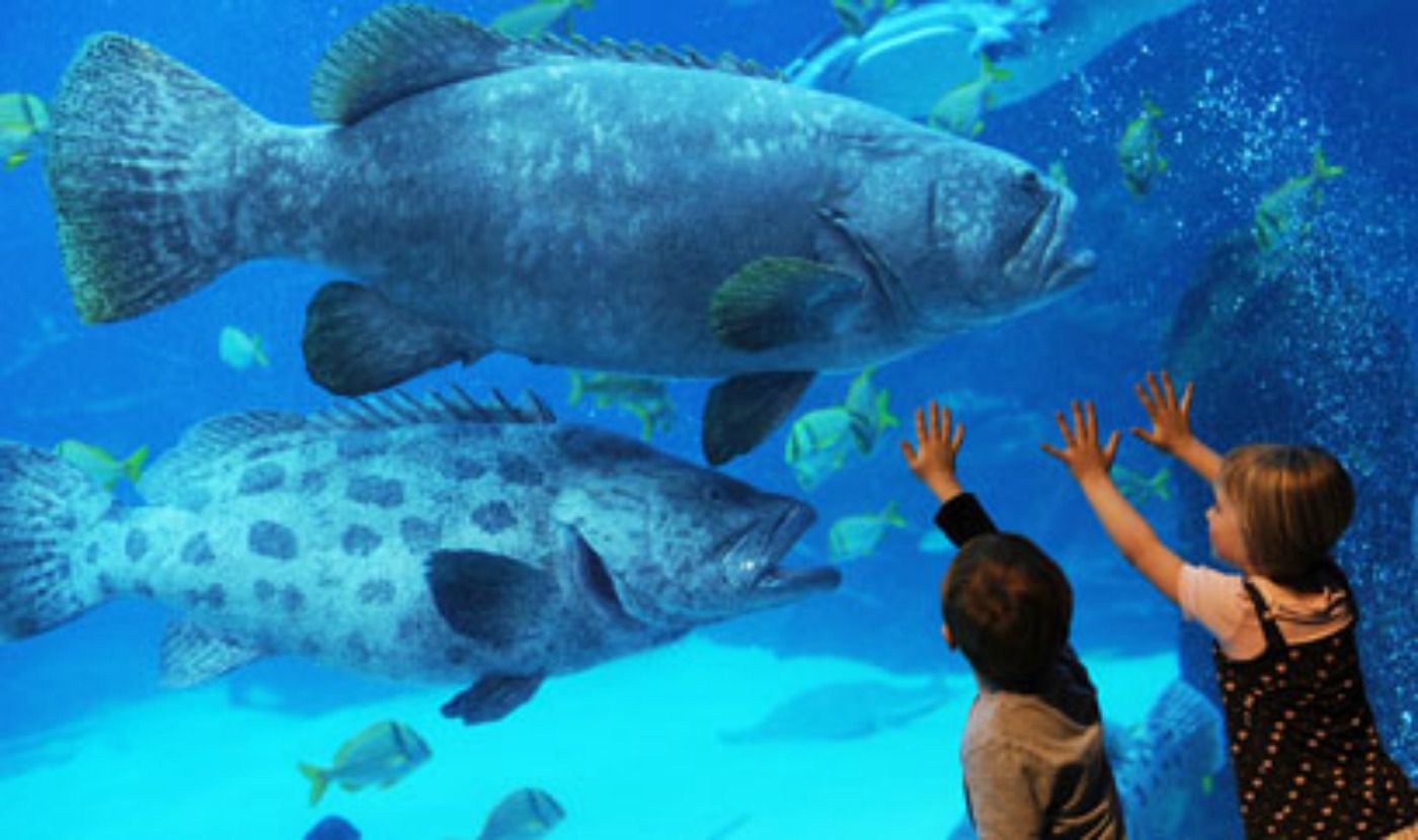 tripadvisor-s-top-10-aquariums-in-the-usa