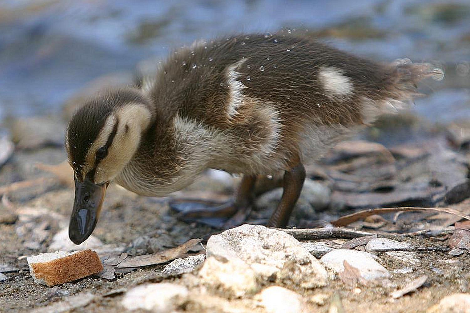 is-feeding-ducks-bread-bad-learn-the-facts