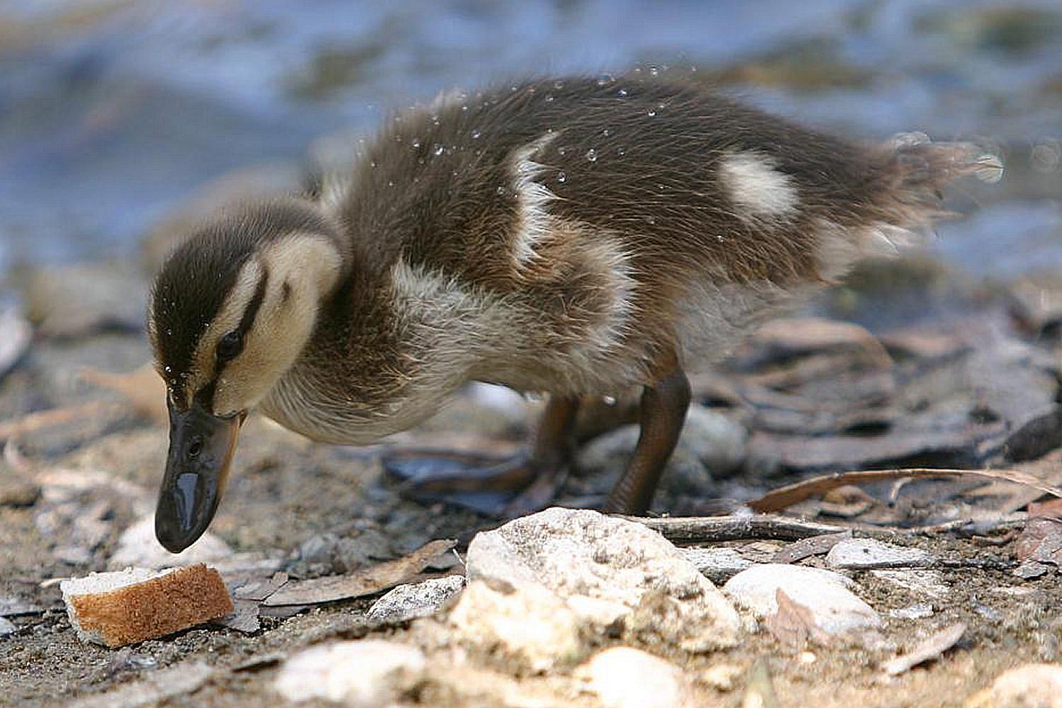 Is Feeding Ducks Bread Bad Learn The Facts 