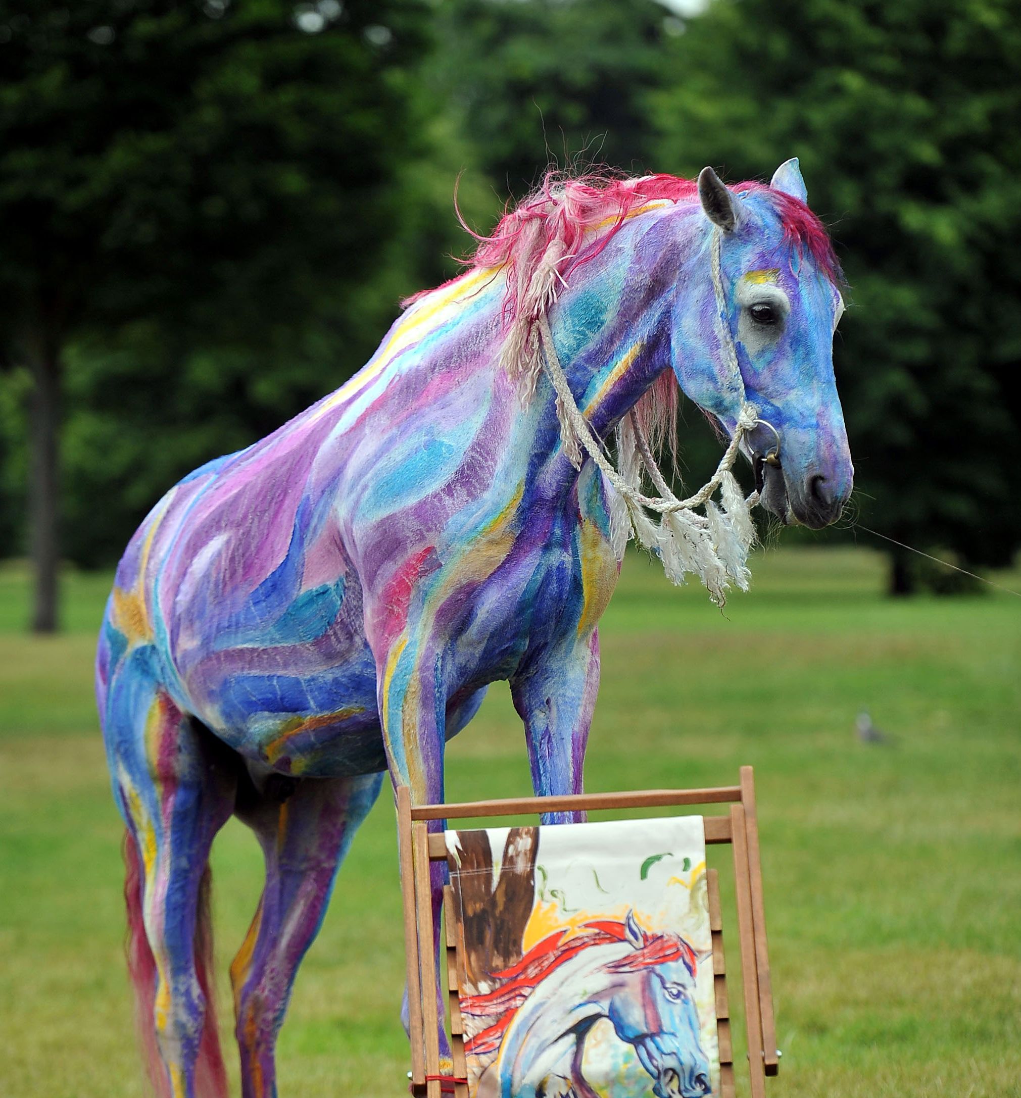 Decorate A Horse For A Parade Or Costume Class   Paintedhorse 56a4dbe23df78cf77284fe6e 