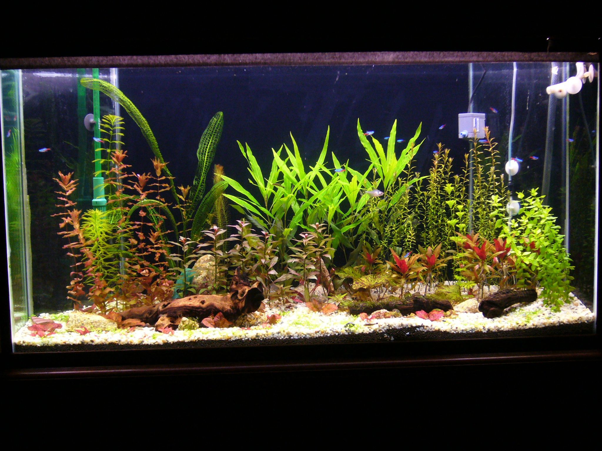 round modern fish tank for plants