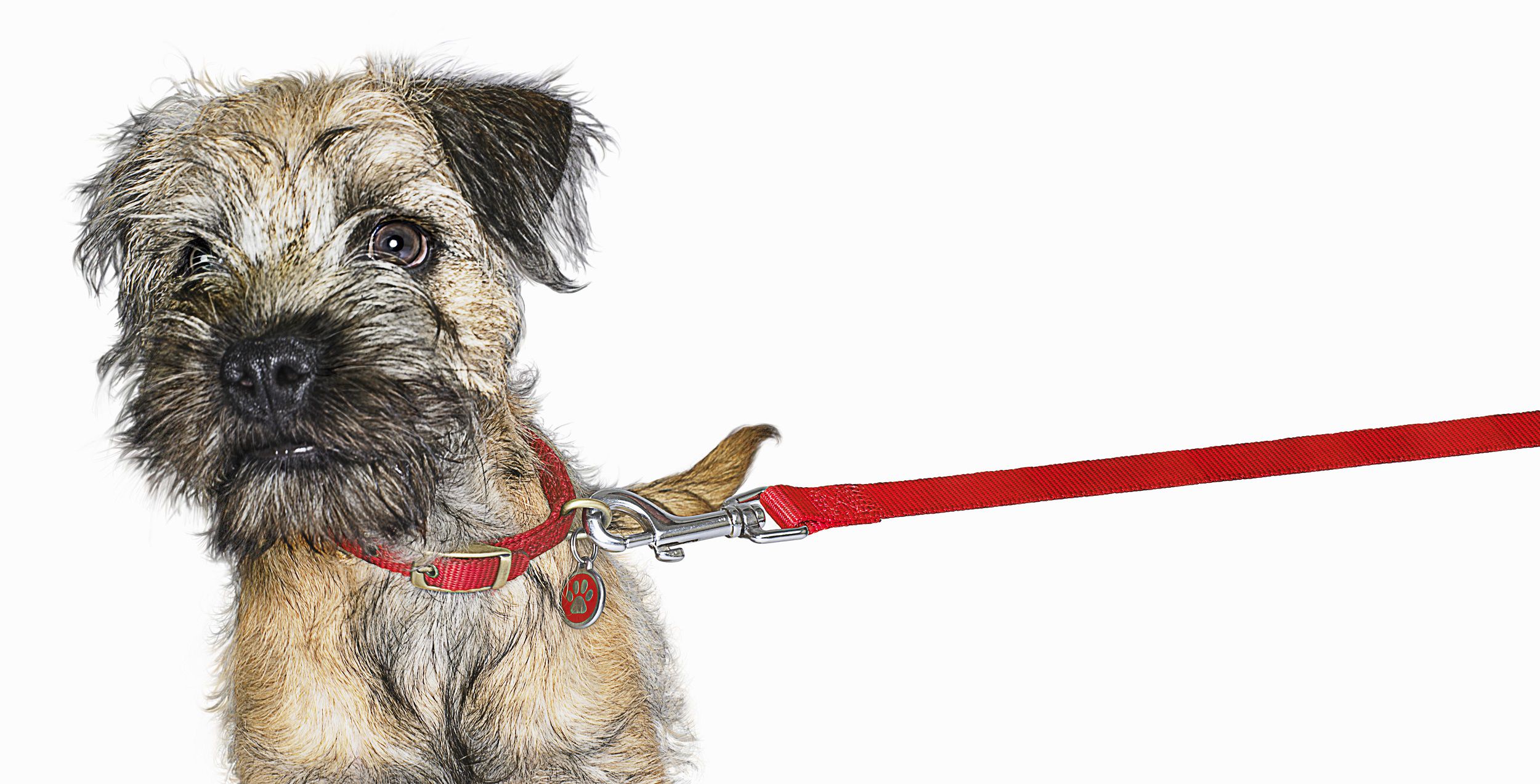 Have a New Puppy? Learn How to Leash Train Puppies