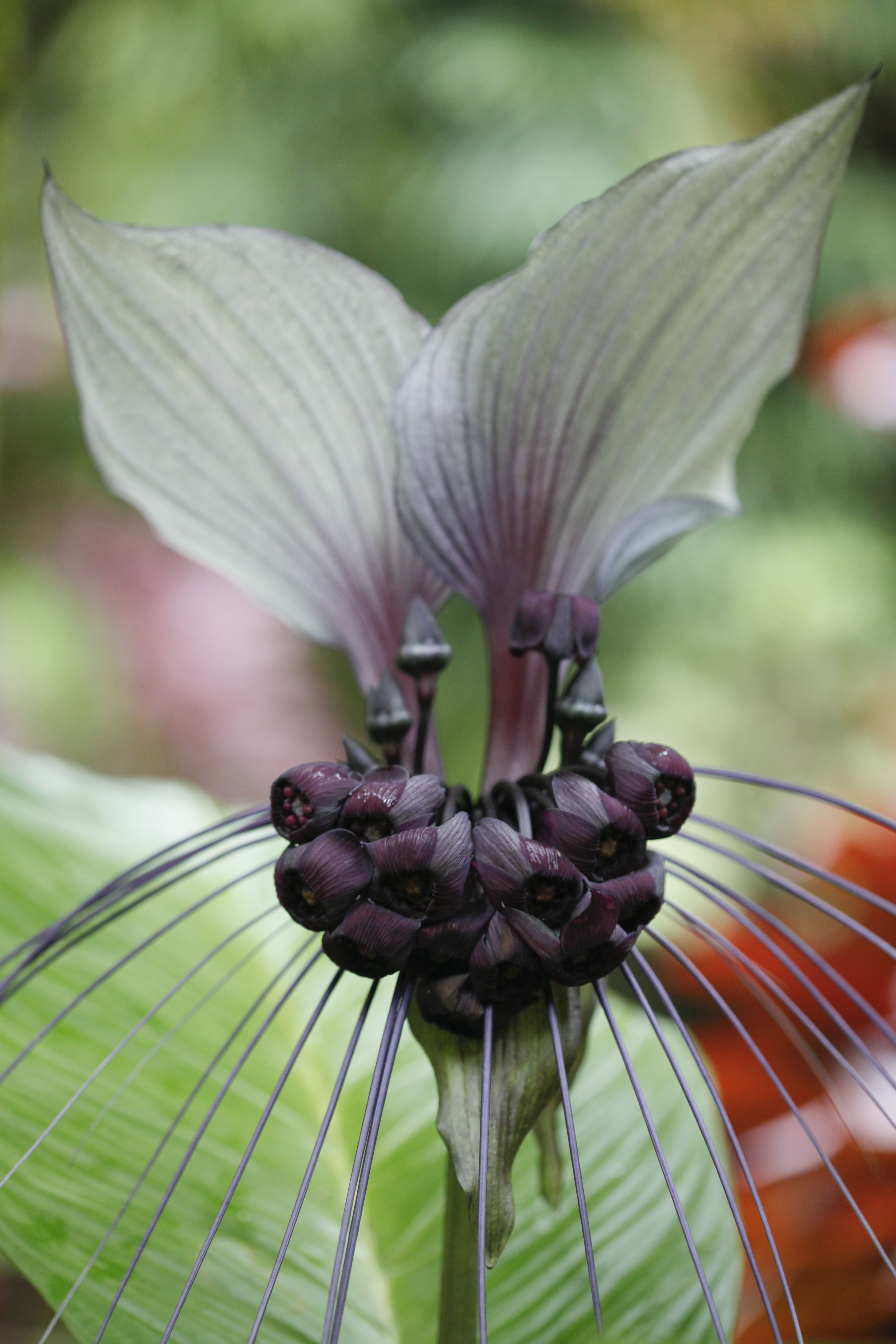 Growing White Batflower Indoors