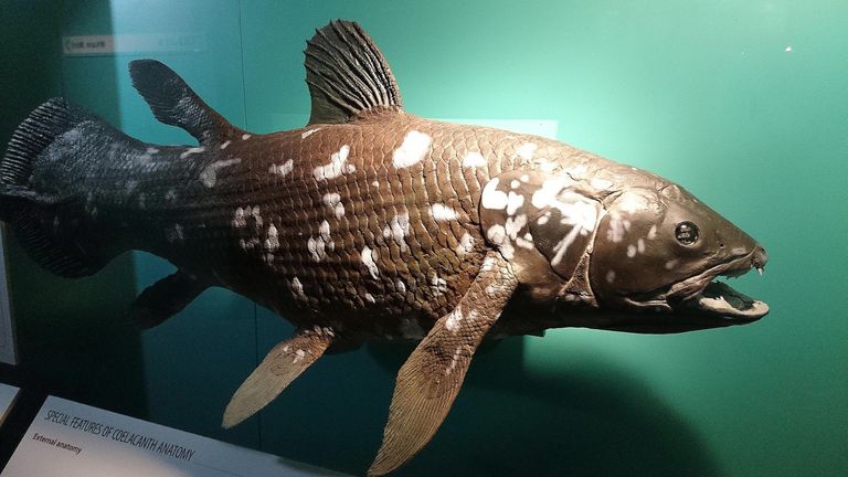 Coelacanths, The World's Only Living "Extinct" Fish