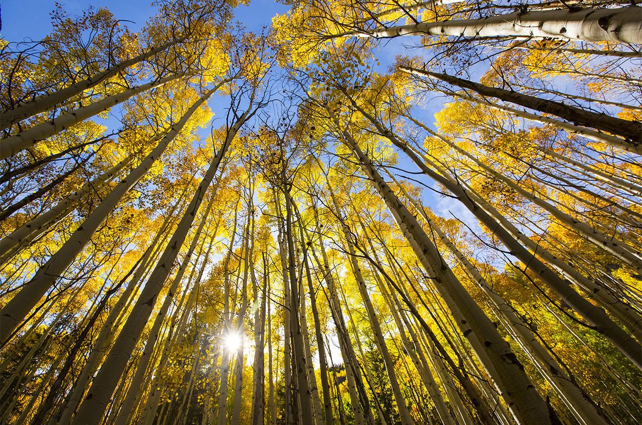 Which Trees Absorb CO2 And Offset Global Warming Best 