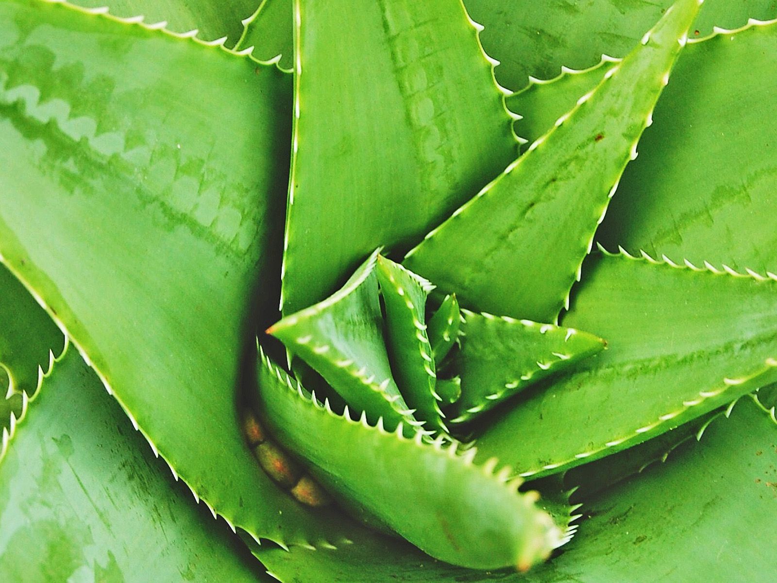 MultiPurpose Aloe Vera Plants