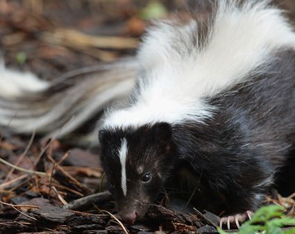 Get Rid of Skunk Odor: What Really Works