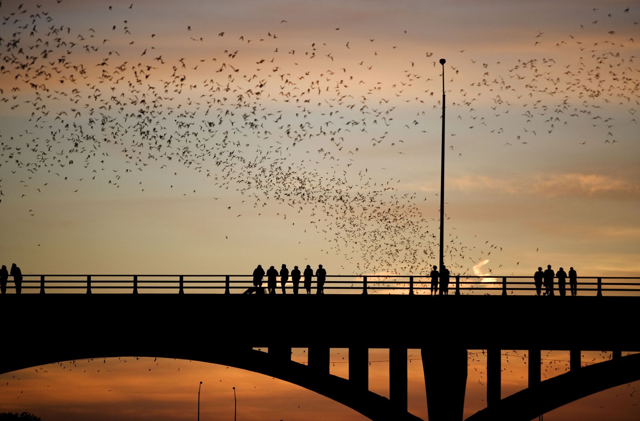 How to See Austin Bats at the Congress Avenue Bridge