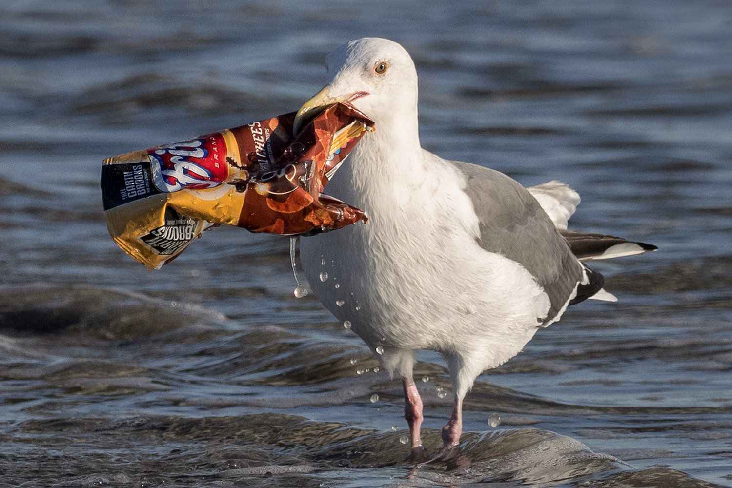 gull with litter 5a43ba1147c26600368d06e9