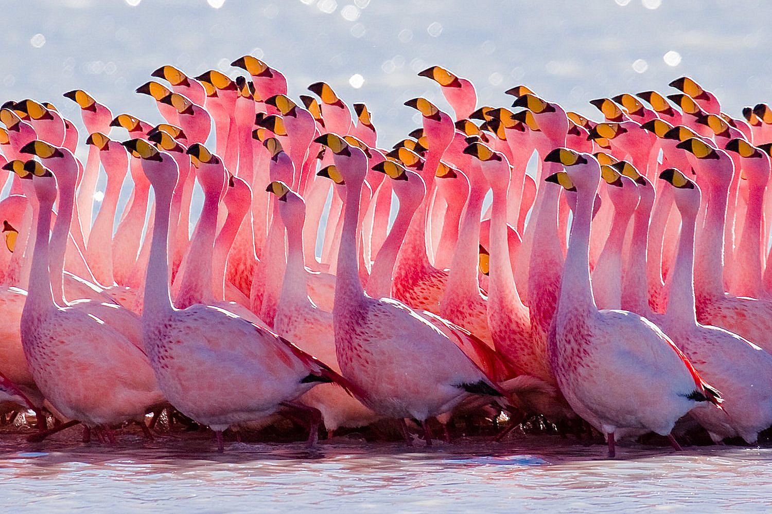 Names of Flamingo Species List