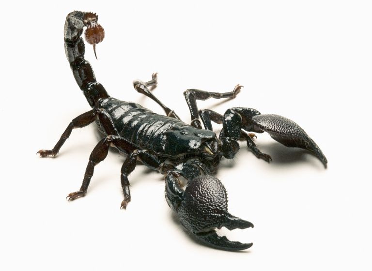 10 Facts About Arthropods
